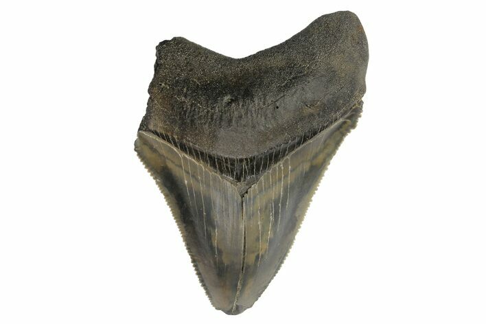 Partial Megalodon Tooth - Sharply Serrated #172176